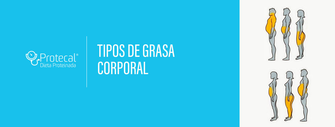 Tipos de grasa corporal